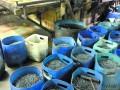 東莞：前員工舉報老東家電鍍廠廢水直排下水道